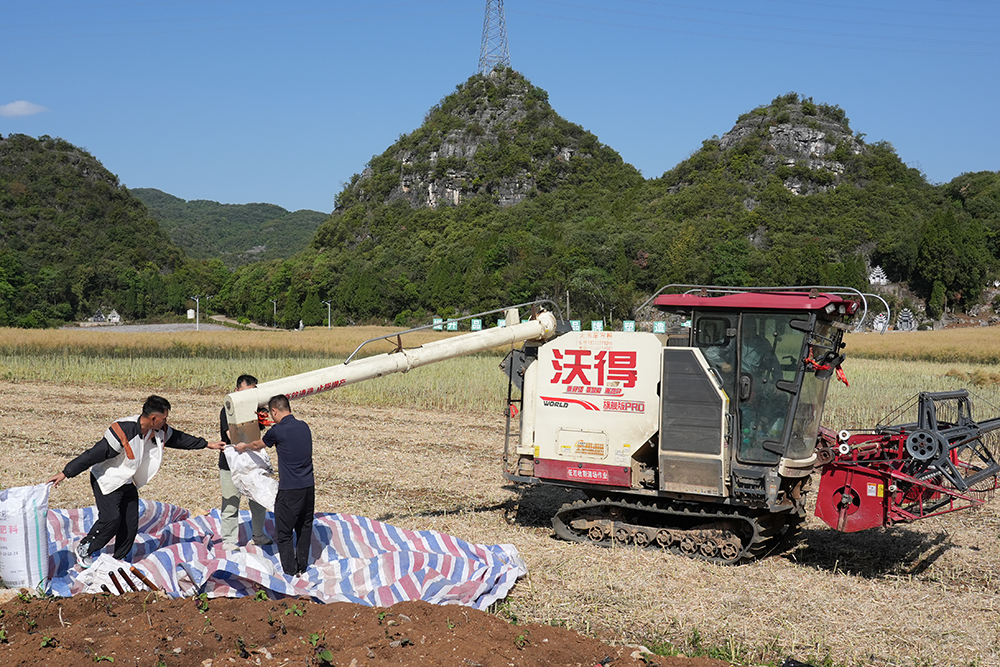 兴义:油菜测产显佳绩 亩产最高144.43公斤(图2) 兴义:油菜测产显佳绩 亩产最高144.43公斤(图2)