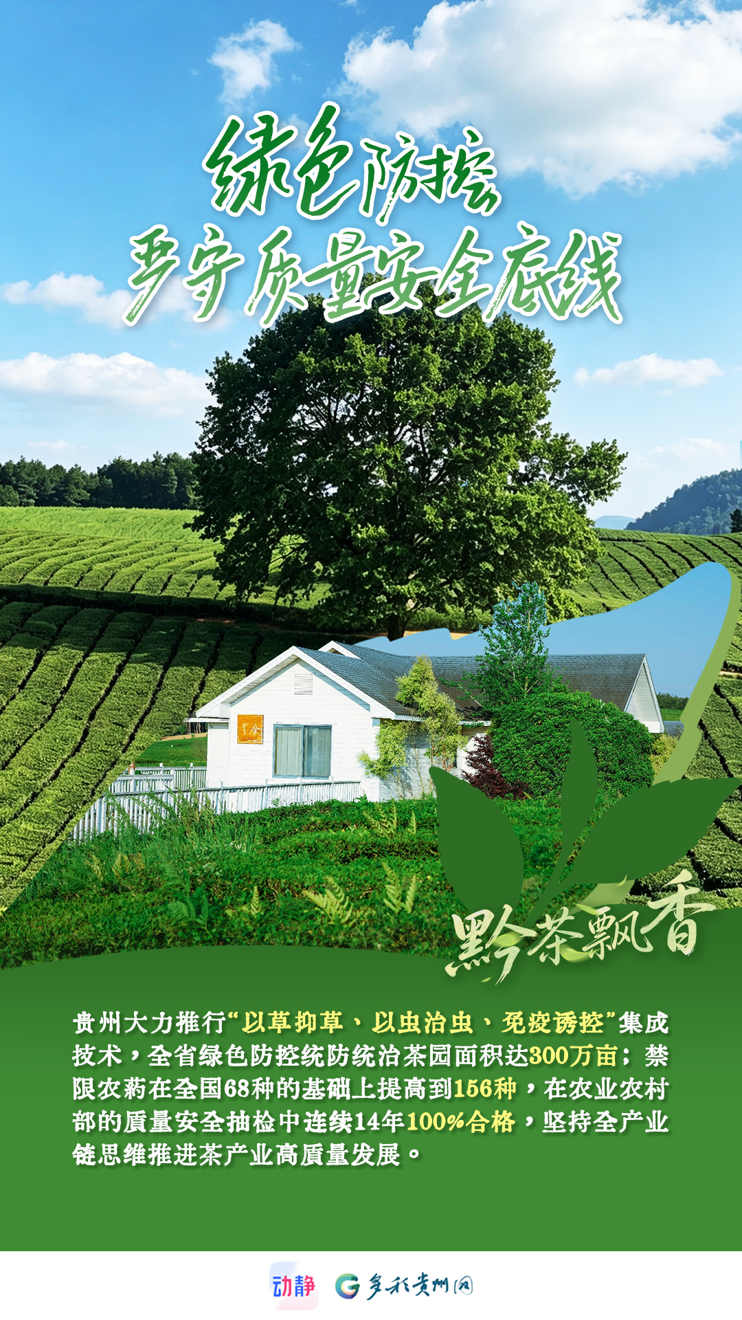 黔茶飘香丨一杯“干净茶”，是天赋，更是坚守标准(图2)