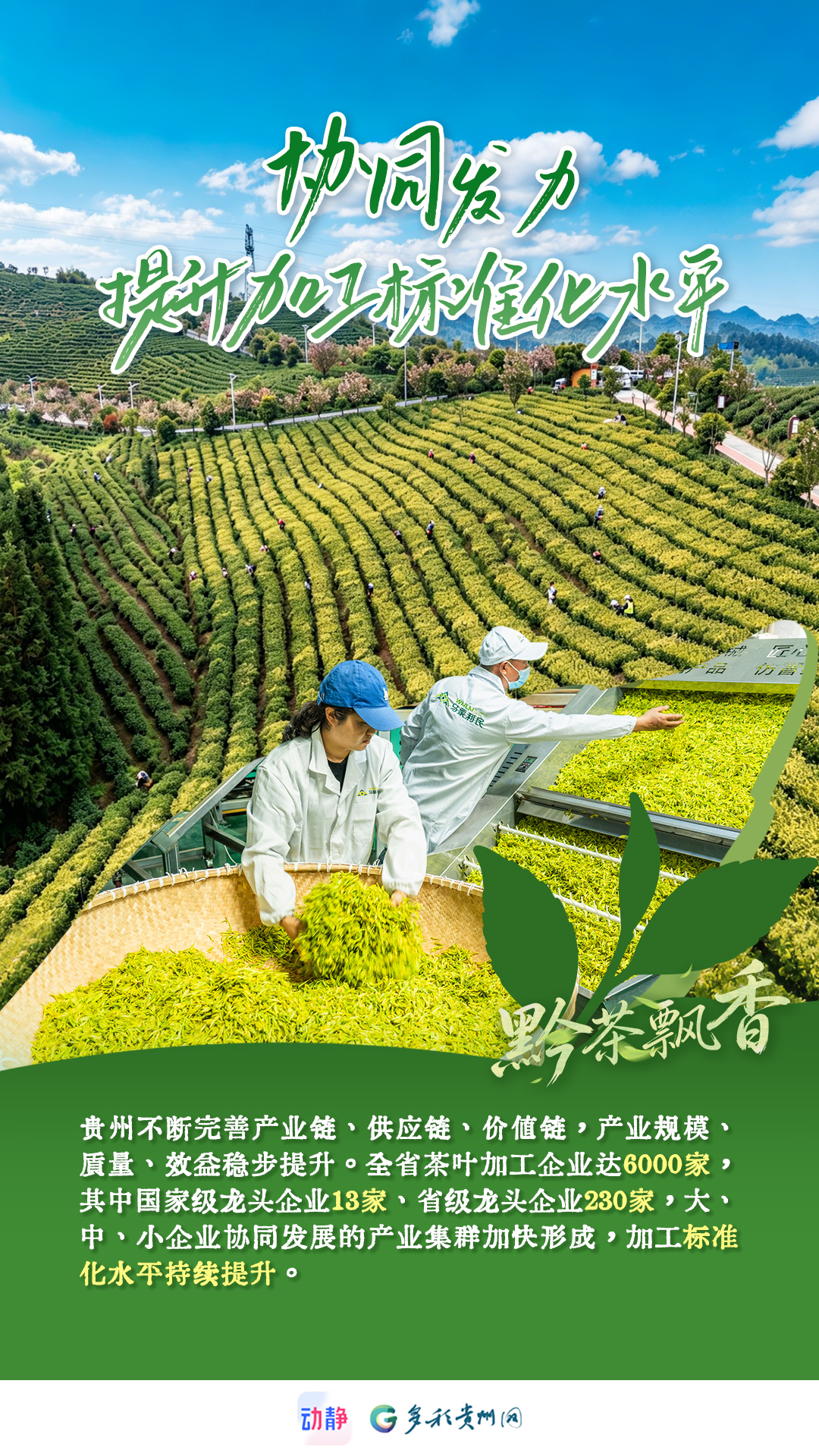 黔茶飘香丨一杯“干净茶”，是天赋，更是坚守标准(图3)