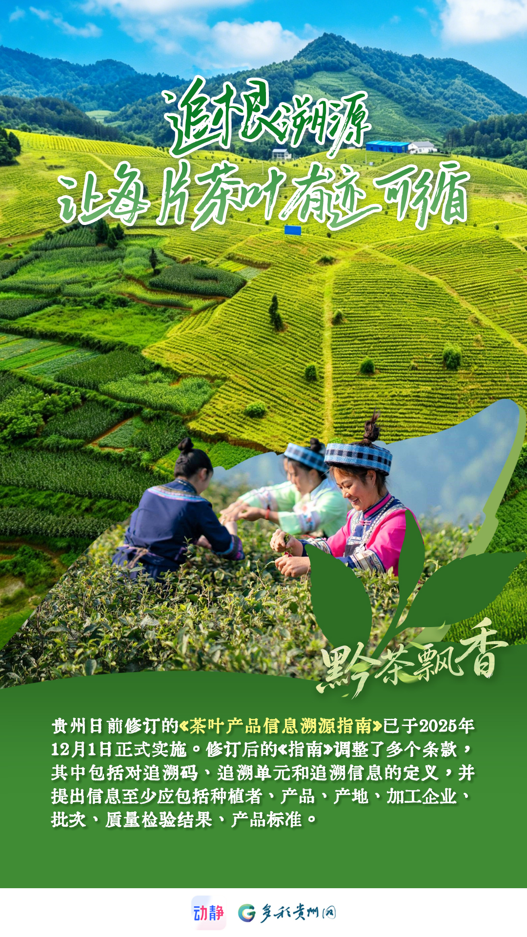 黔茶飘香丨一杯“干净茶”，是天赋，更是坚守标准(图5)