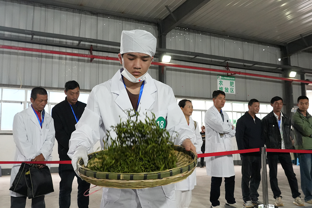 黔西南：以赛促技、以茶富农 铺就茶产业高质量发展新路(图3)