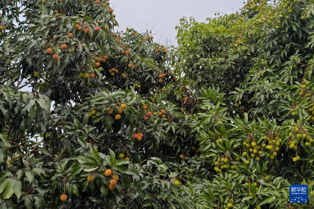 节令之美｜立夏：满目皆叠翠，岭南荔挂红(图3)
