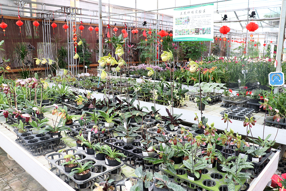 邓克云：三十年山野守望 让“植物熊猫”走向世界(图4)