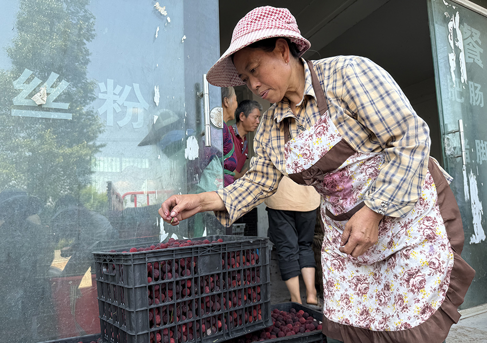 兴义万屯杨梅迎丰收 全民代言家乡好滋味(图3)