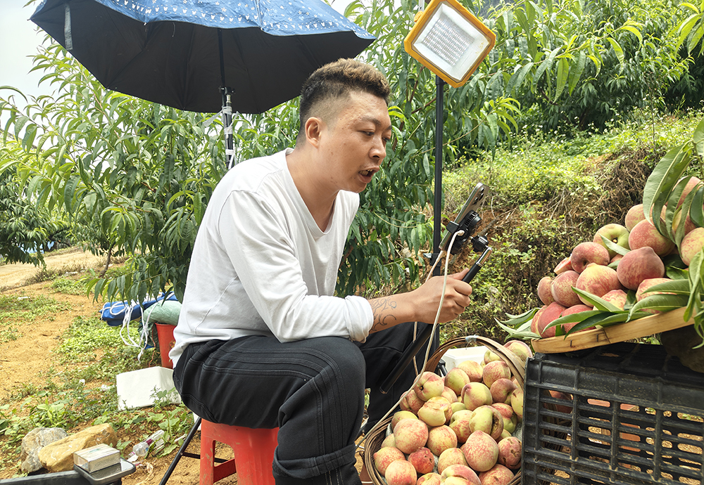 贵州兴义：绿化村早桃新鲜上市 电商直播助力“黔货出山”(图3)