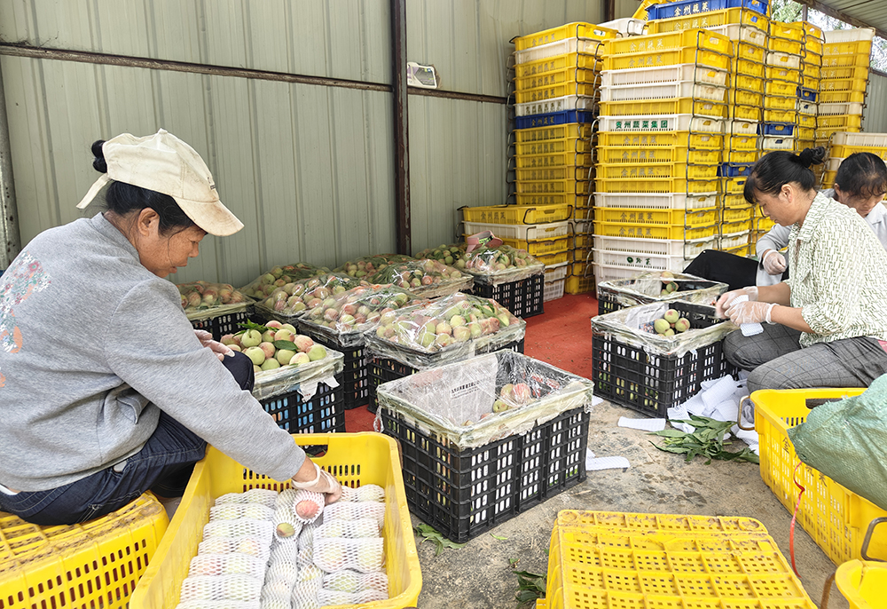 贵州兴义：绿化村早桃新鲜上市 电商直播助力“黔货出山”(图4)