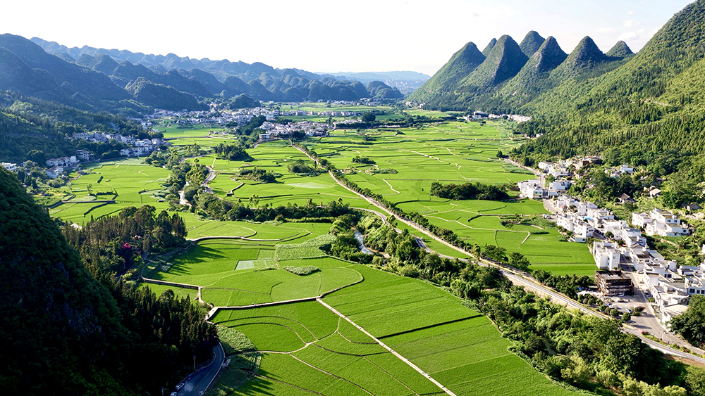 贵州兴义万峰林：夏日稻绿染峰林 农旅融合促振兴(图1)