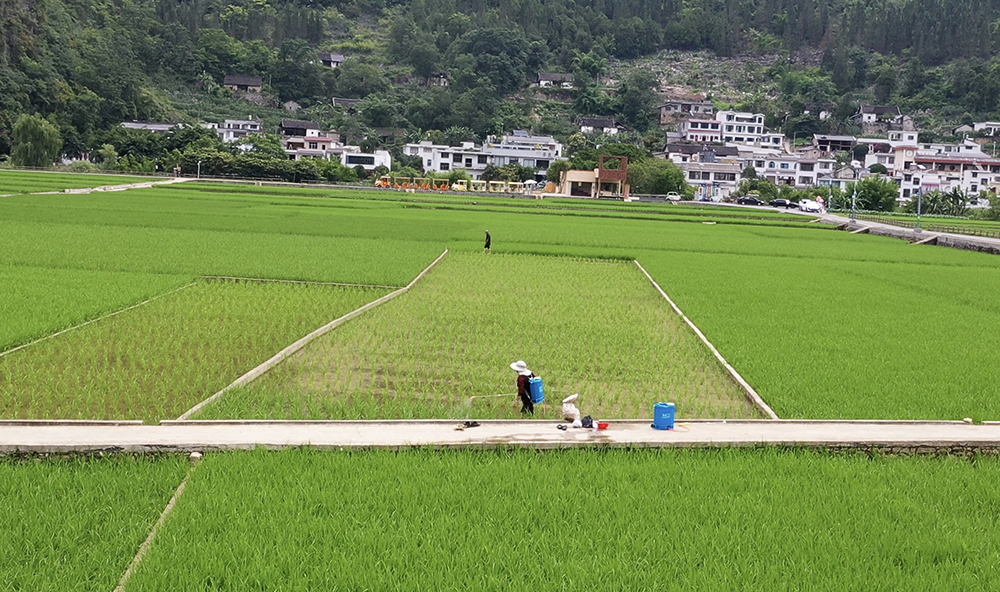 贵州兴义万峰林：夏日稻绿染峰林 农旅融合促振兴(图2)