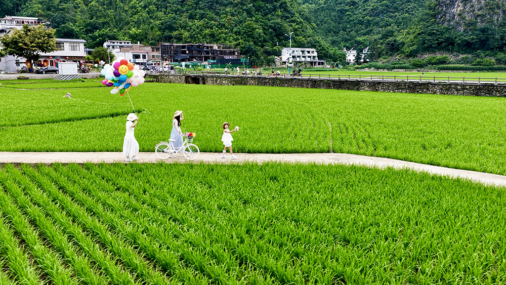 贵州兴义万峰林：夏日稻绿染峰林 农旅融合促振兴(图8)