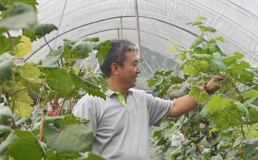 园主陈新宇正在查看葡萄植株生长情况 万峰林滨河生态果园开启夏日采摘季(图2)