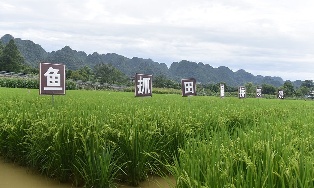 贵州兴义万峰林：多元发力激活暑期旅游市场 清凉流量转化经济增量(图4)