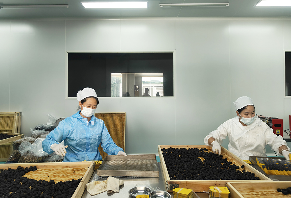 【聚焦“四个大抓” 走好高质量发展新路】兴义：古法“九蒸九晒”赋能 深山黄精串起富民产业链(图6)