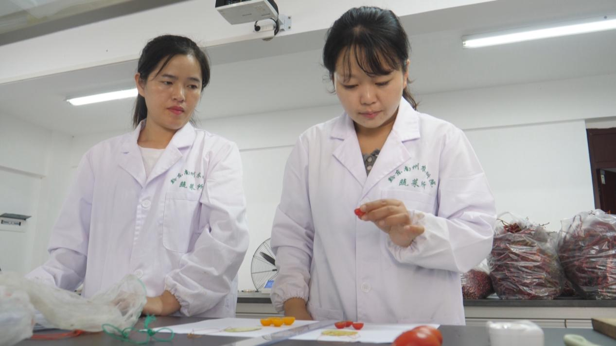 寻找贵州“灵魂番茄”！一颗毛辣果见证酸汤全产业链突围(图3)